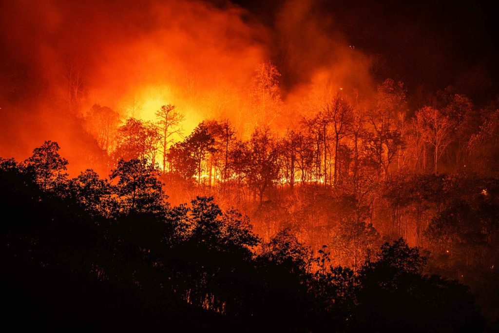 natural disaster forest fire